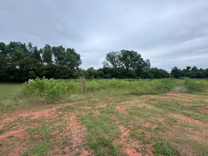 Overgrown pasture thick with waist-high brush and saplings before clearing